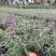 墨西哥鼠尾草盆栽苗多年生草本花卉庭院花园绿化景观阳台点缀