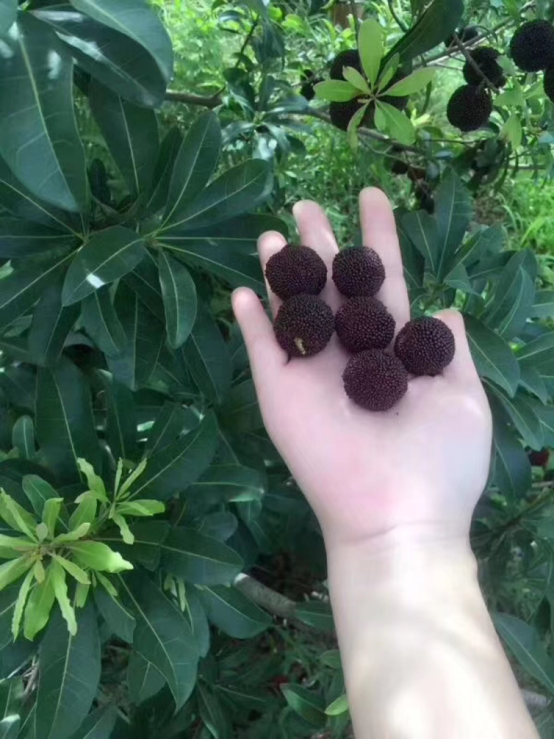 自家种植的杨梅，盛产黑炭梅，品相**，好吃包甜