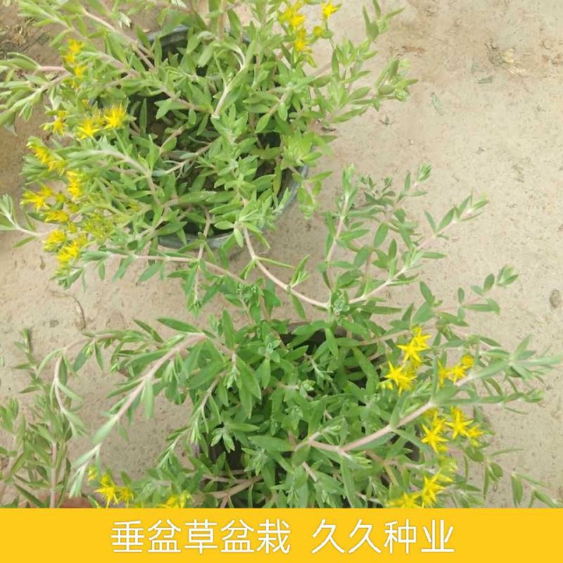 垂盆草吊兰花苗盆栽花卉四季常青室内外盆栽垂吊绿植物