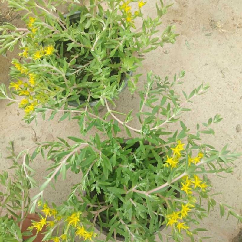垂盆草吊兰花苗盆栽花卉四季常青室内外盆栽垂吊绿植物