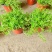 垂盆草吊兰花苗盆栽花卉四季常青室内外盆栽垂吊绿植物