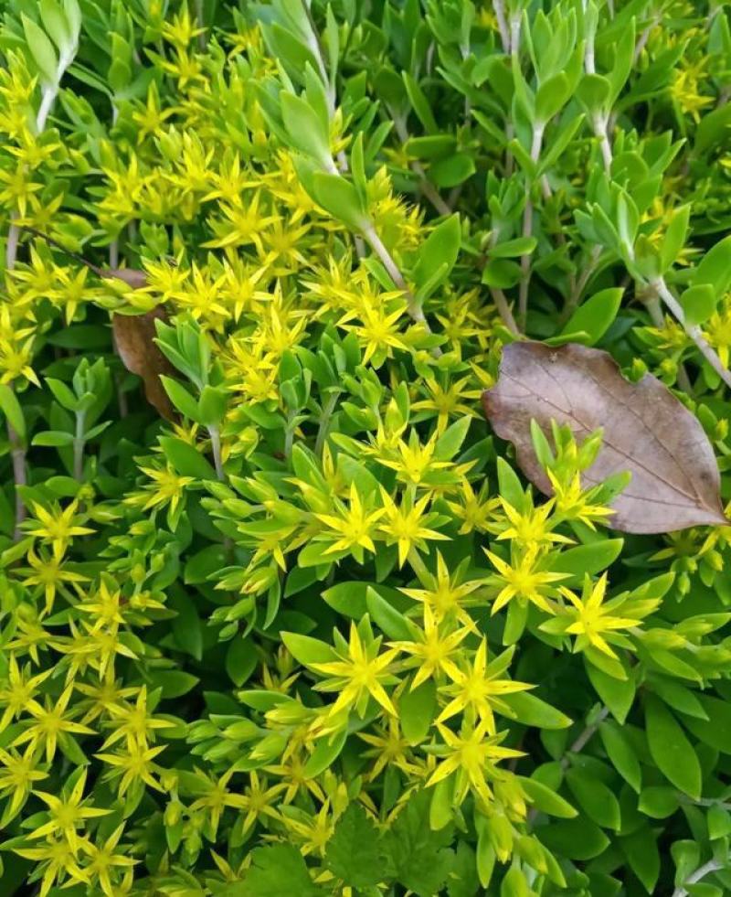 垂盆草吊兰花苗盆栽花卉四季常青室内外盆栽垂吊绿植物