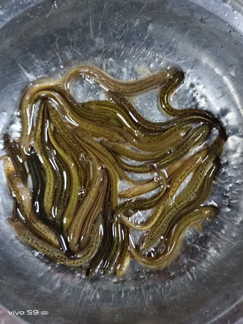 优质品种台湾泥鳅正宗泥鳅苗泥鳅水花苗场地直供