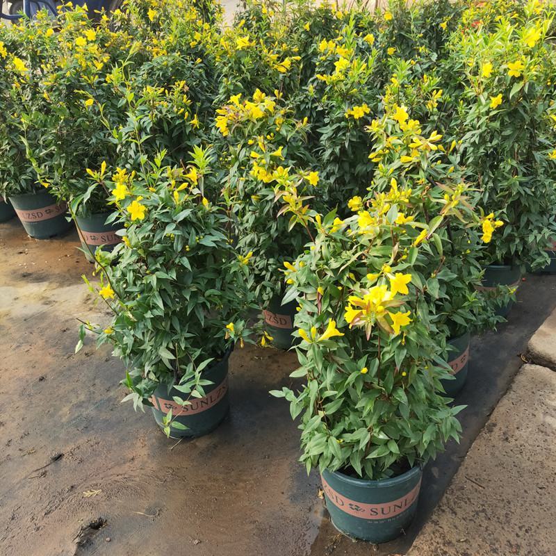 耐寒法国香水茉莉花阳台庭院盆栽冬季开花四季常青爬藤攀援