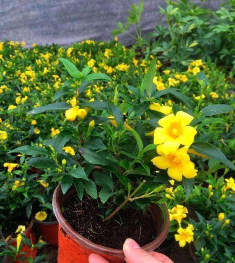耐寒法国香水茉莉花阳台庭院盆栽冬季开花四季常青爬藤攀援