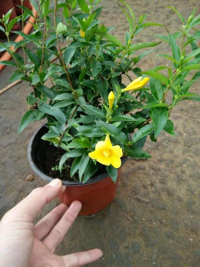 耐寒法国香水茉莉花阳台庭院盆栽冬季开花四季常青爬藤攀援