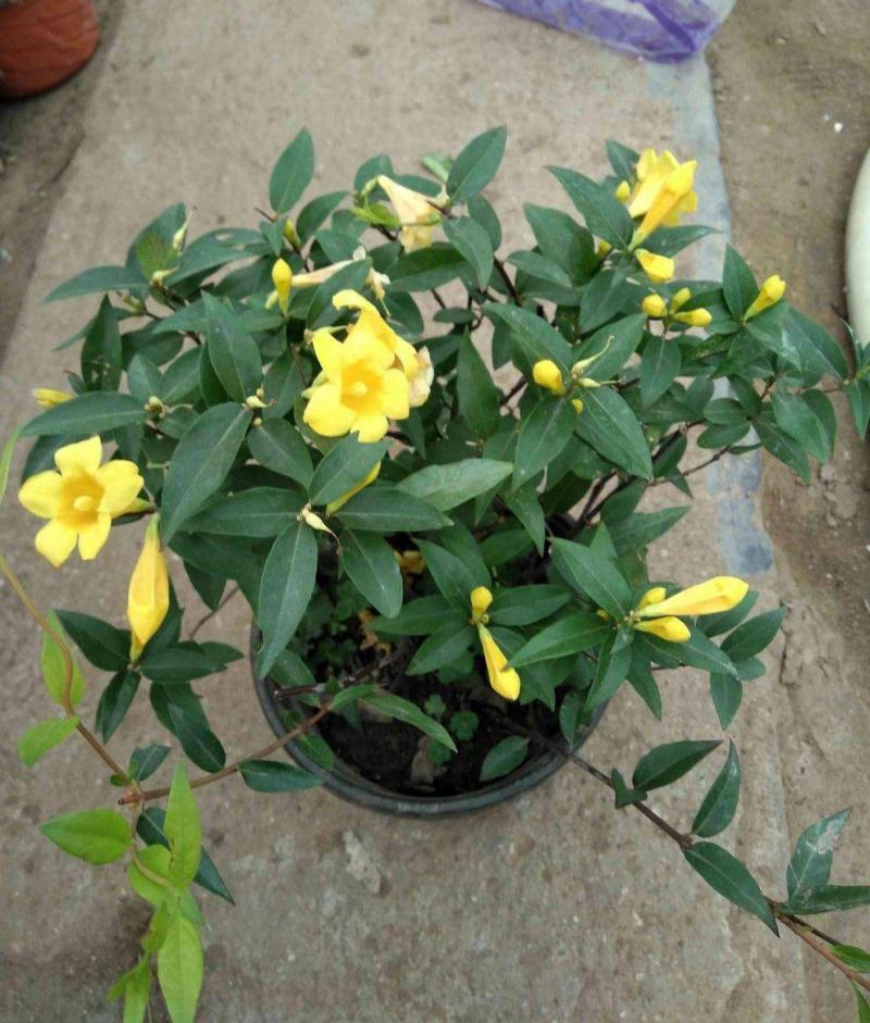 耐寒法国香水茉莉花阳台庭院盆栽冬季开花四季常青爬藤攀援