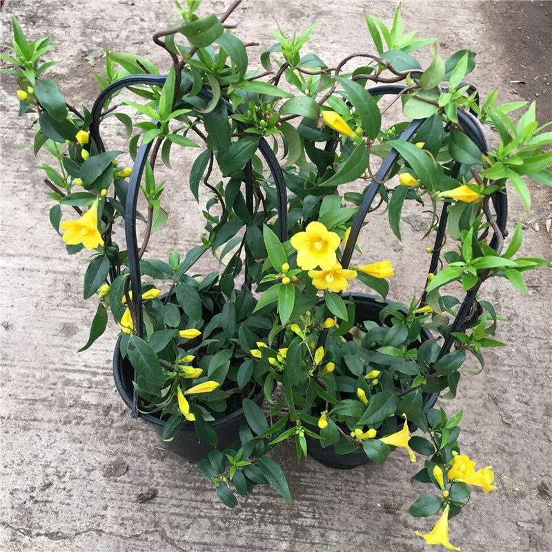 耐寒法国香水茉莉花阳台庭院盆栽冬季开花四季常青爬藤攀援