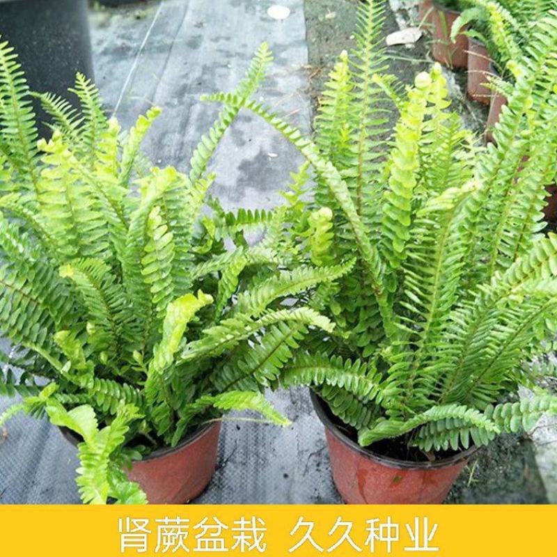 肾蕨盆栽花苗威武蕨北欧风室内常绿绿植净化空气四季常青