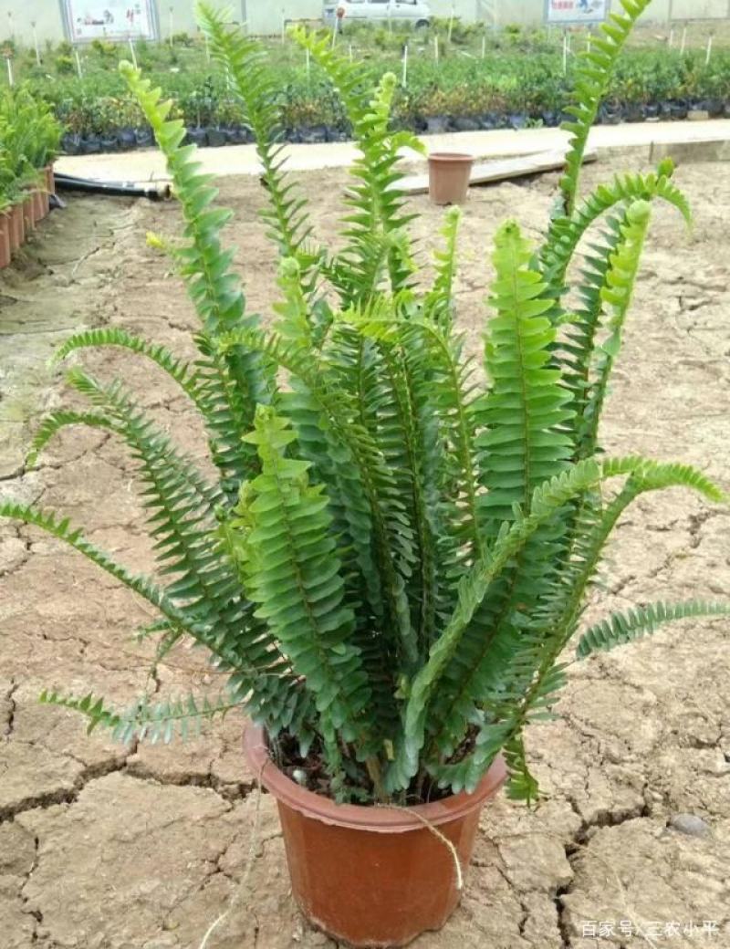 肾蕨盆栽花苗威武蕨北欧风室内常绿绿植净化空气四季常青