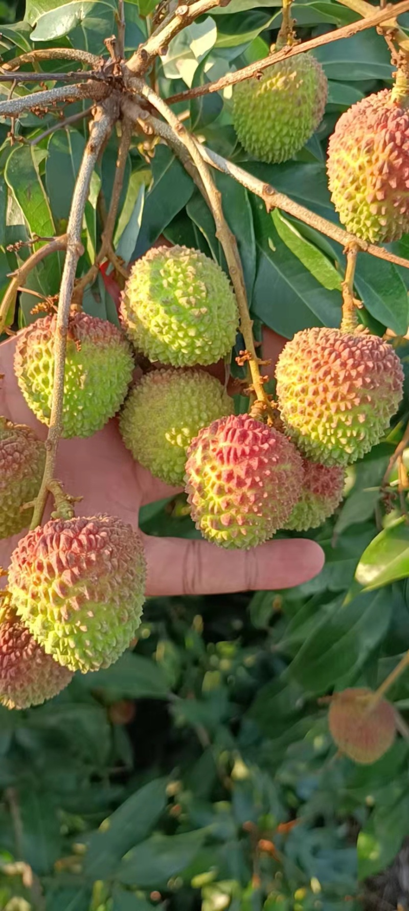 一件代发各种荔枝专门通道妃子笑荔枝桂味荔枝可快递可整车