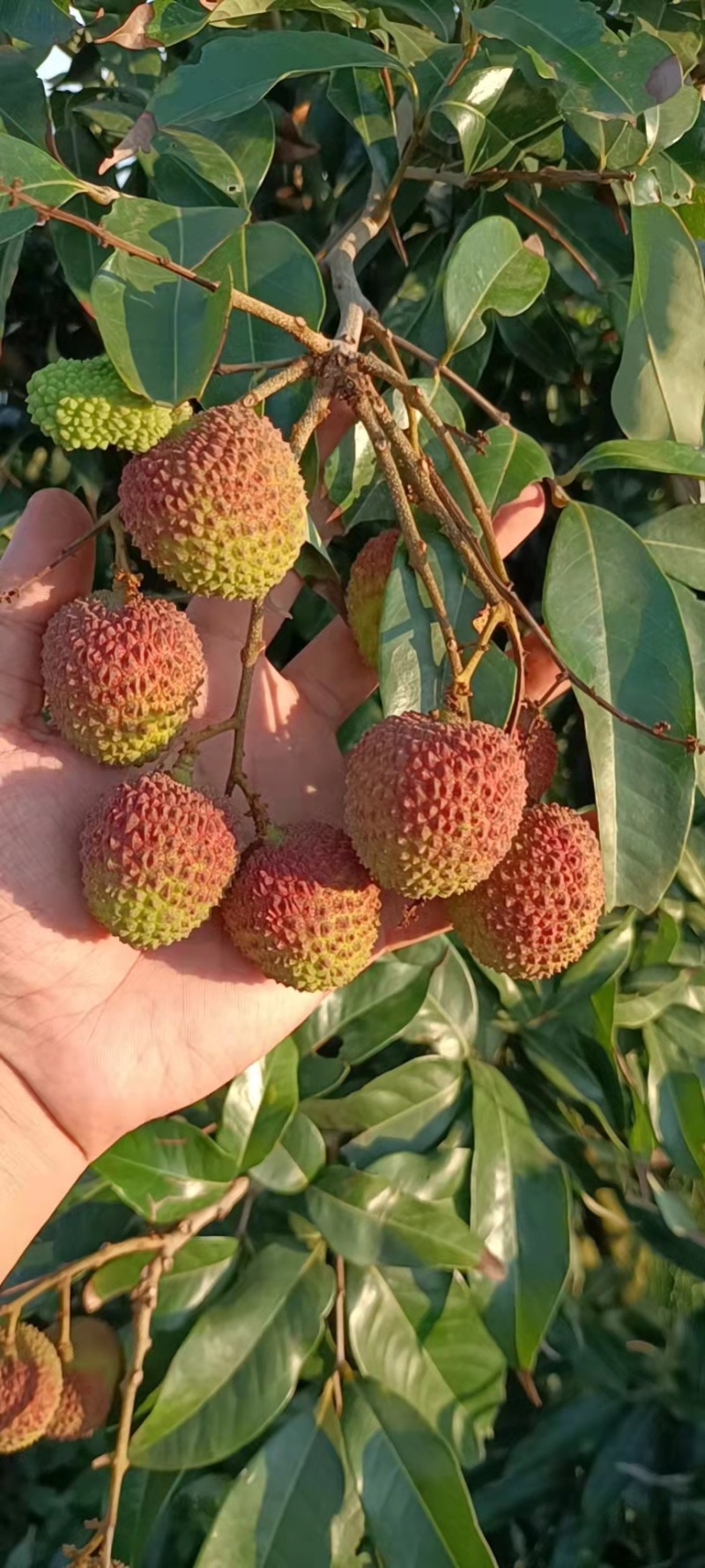 一件代发各种荔枝专门通道妃子笑荔枝桂味荔枝可快递可整车