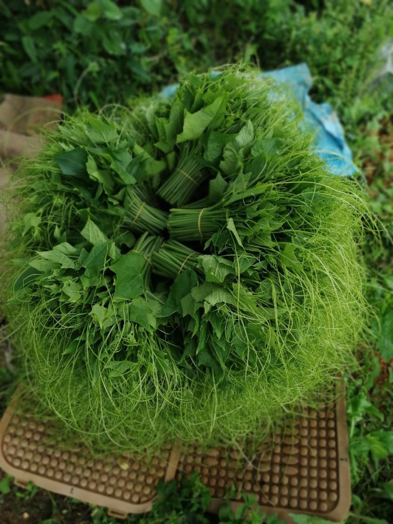 龙须菜