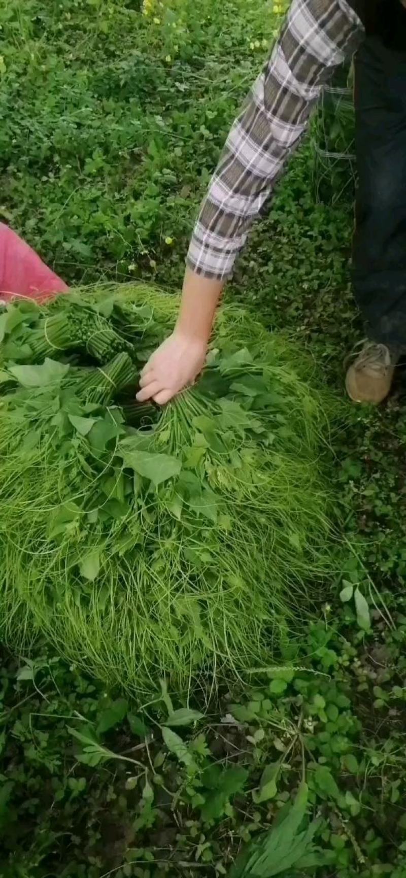 龙须菜