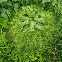 龙须菜
