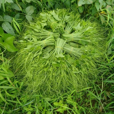 龙须菜