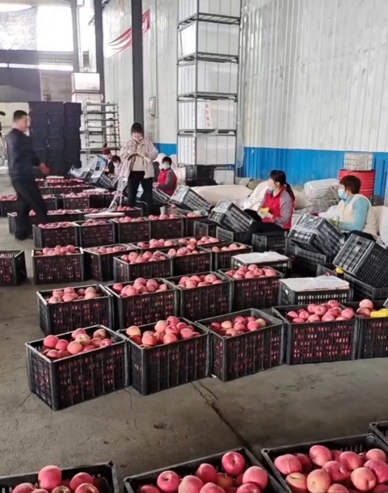 果子新鲜脆甜爽囗