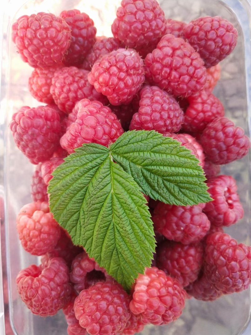 卖红树莓苗菲尔杜德
