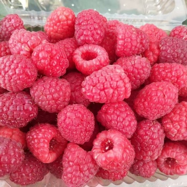 卖红树莓苗菲尔杜德