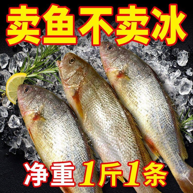 【限时抢购】青岛深海大海鱼批发冷冻新鲜捕捞深海鱼东海大海