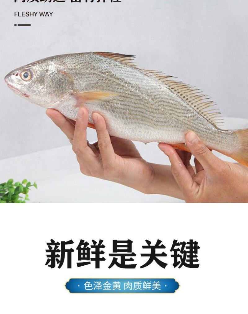 【限时抢购】青岛深海大海鱼批发冷冻新鲜捕捞深海鱼东海大海