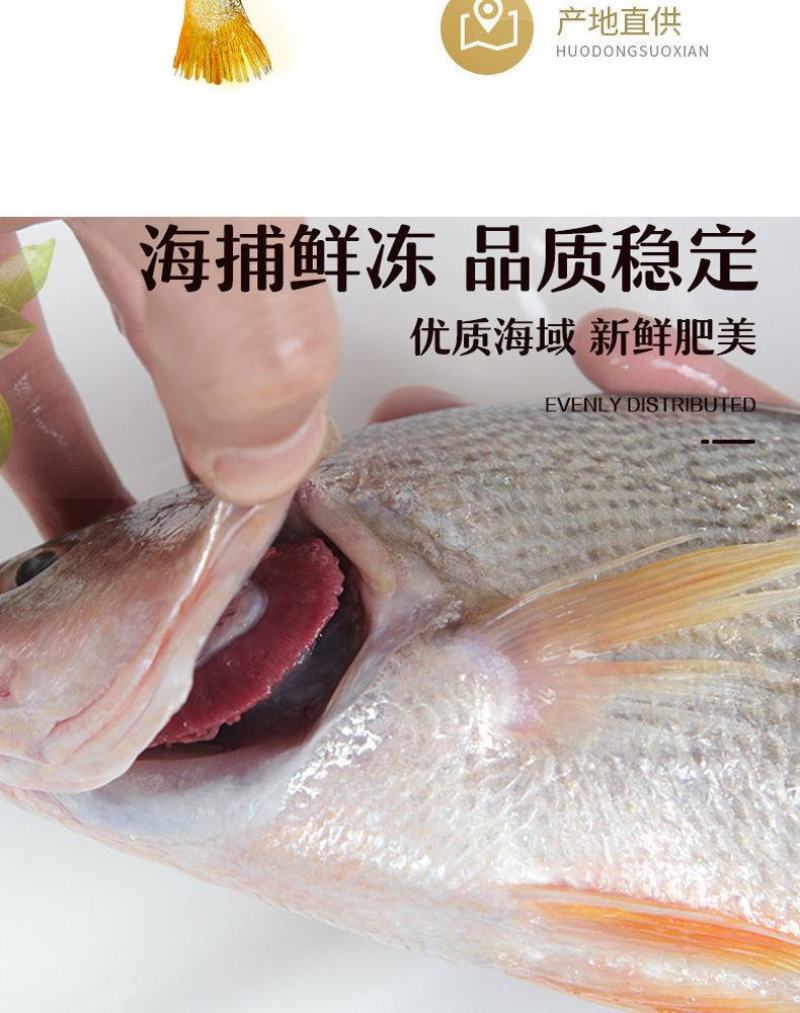 【限时抢购】青岛深海大海鱼批发冷冻新鲜捕捞深海鱼东海大海