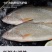 【限时抢购】青岛深海大海鱼批发冷冻新鲜捕捞深海鱼东海大海