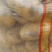 土豆/黄心土豆/湖北土豆/大量上市需要的朋友联系
