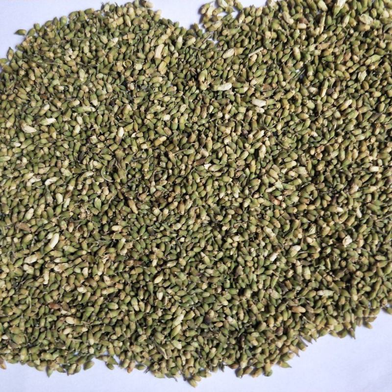 精品槐米大货，颜色绿，净度好，经过风吹，过筛，色选。