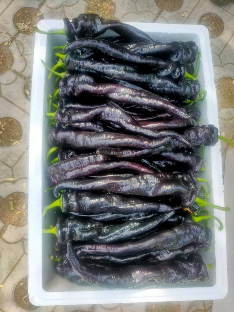 优质紫陇椒，紫色螺丝椒，紫色麻辣椒，尖椒