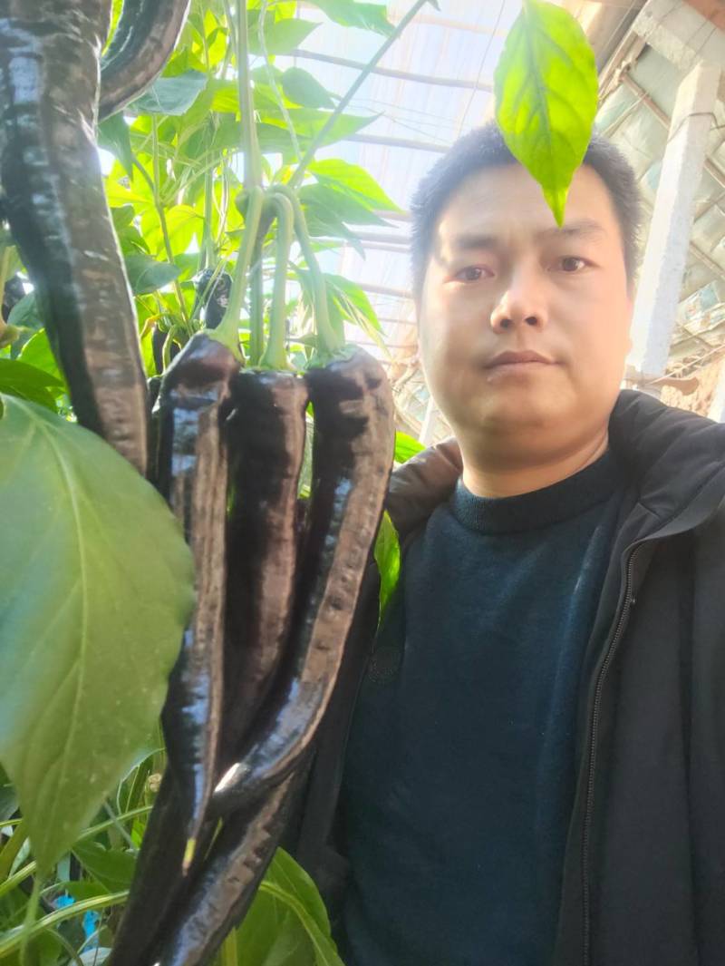 优质紫陇椒，紫色螺丝椒，紫色麻辣椒，尖椒
