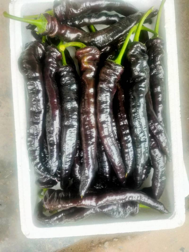 优质紫陇椒，紫色螺丝椒，紫色麻辣椒，尖椒