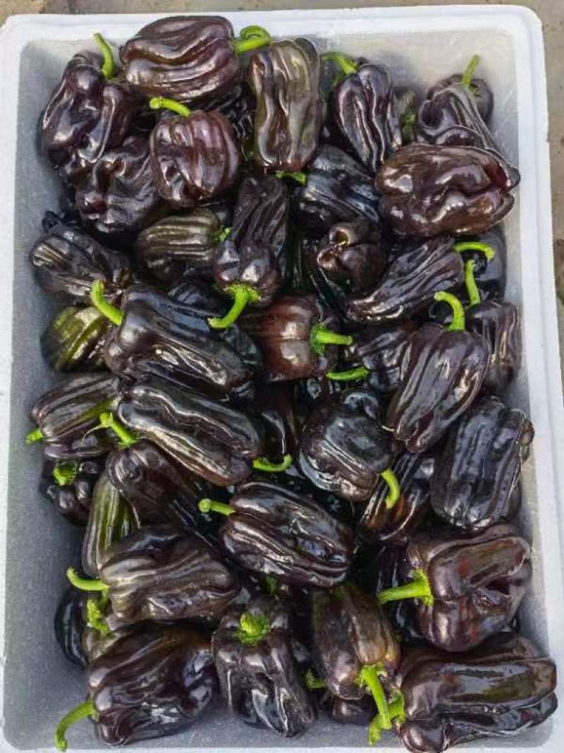 优质紫陇椒，紫色螺丝椒，紫色麻辣椒，尖椒