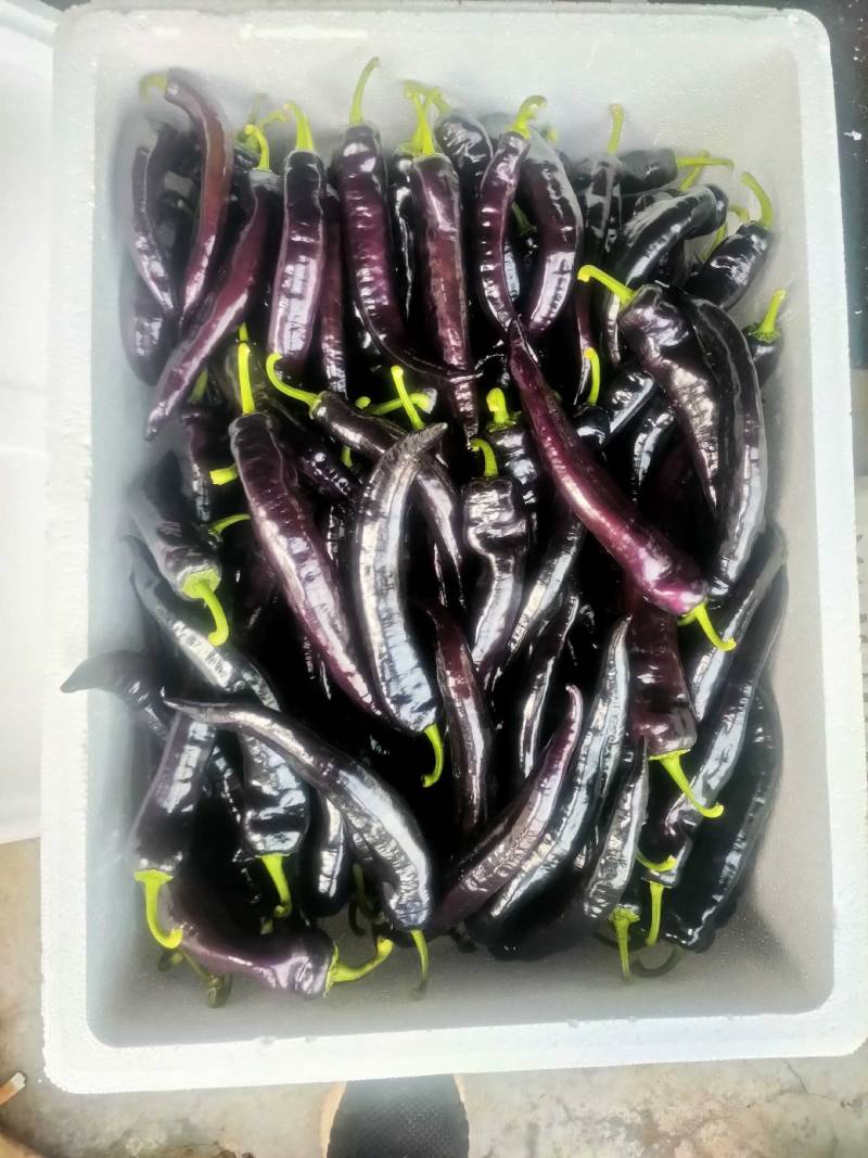 优质紫陇椒，紫色螺丝椒，紫色麻辣椒，尖椒