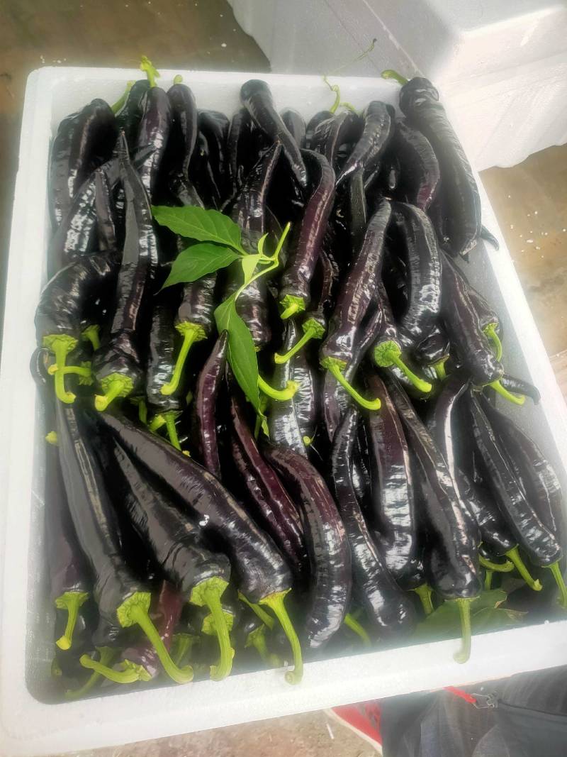 优质紫陇椒，紫色螺丝椒，紫色麻辣椒，尖椒