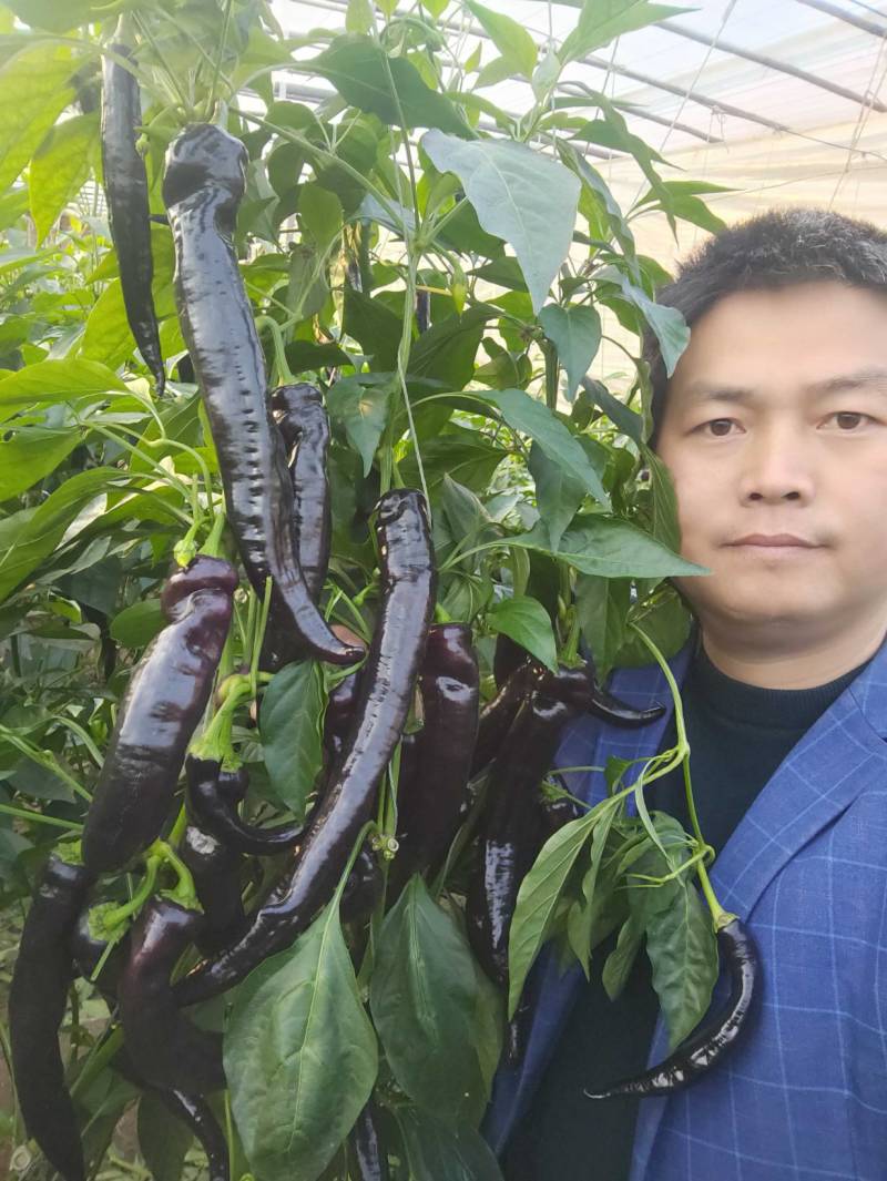 优质紫陇椒，紫色螺丝椒，紫色麻辣椒，尖椒