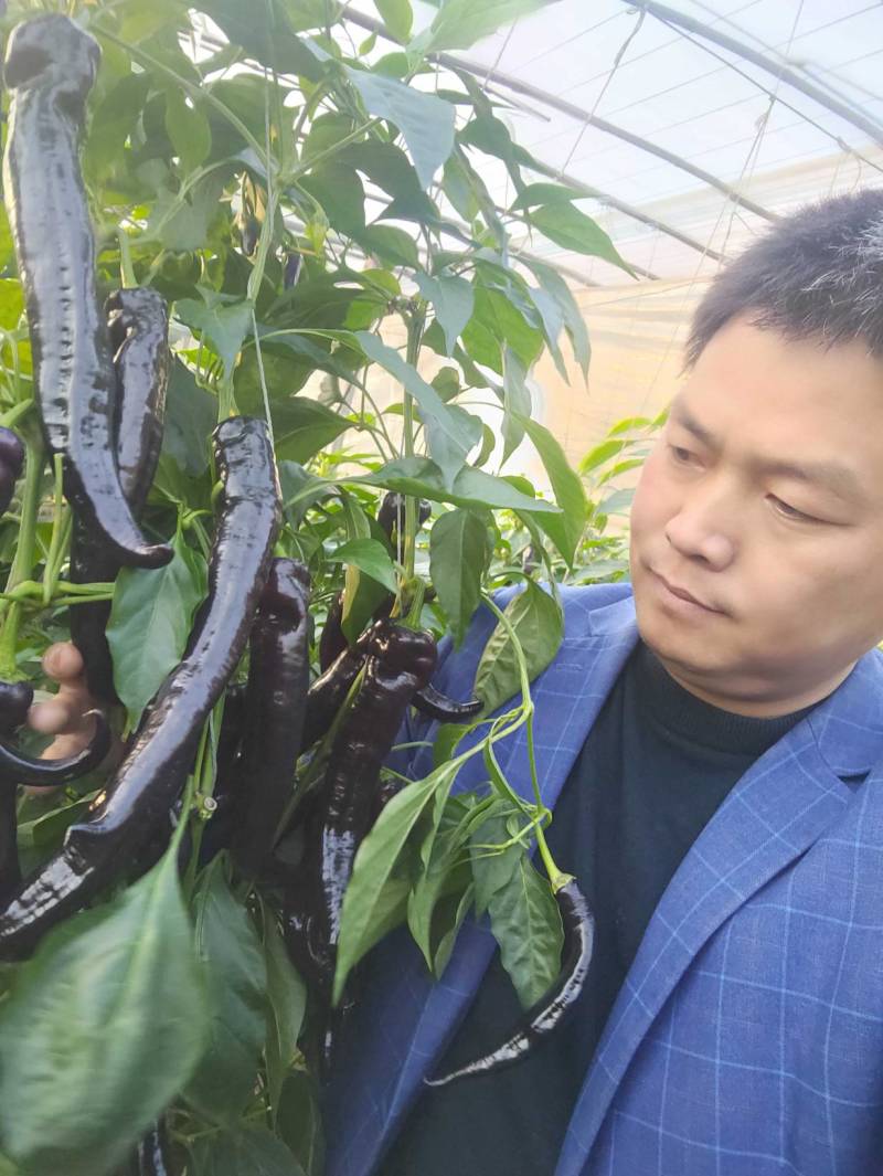 优质紫陇椒，紫色螺丝椒，紫色麻辣椒，尖椒