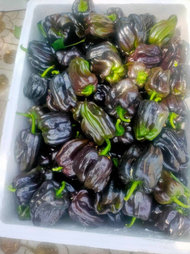 紫色麻辣椒，紫麻椒，辣椒
