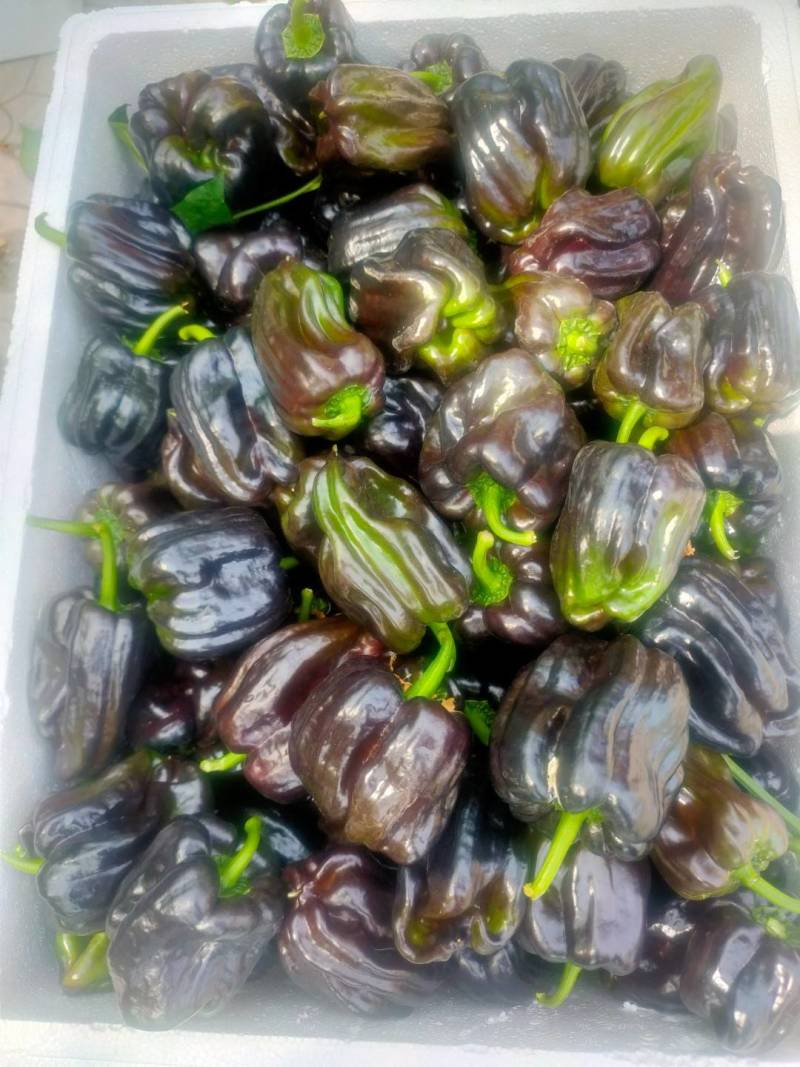 紫色麻辣椒，紫麻椒，辣椒
