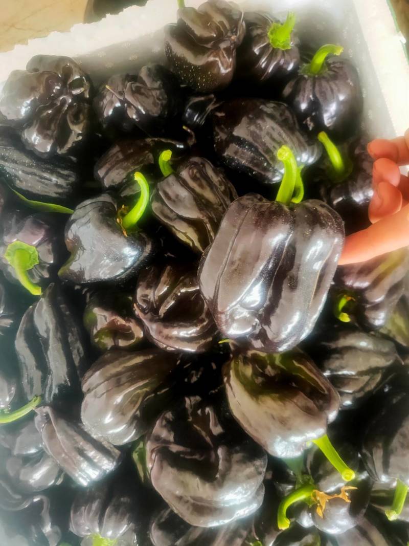紫色麻辣椒，紫麻椒，辣椒