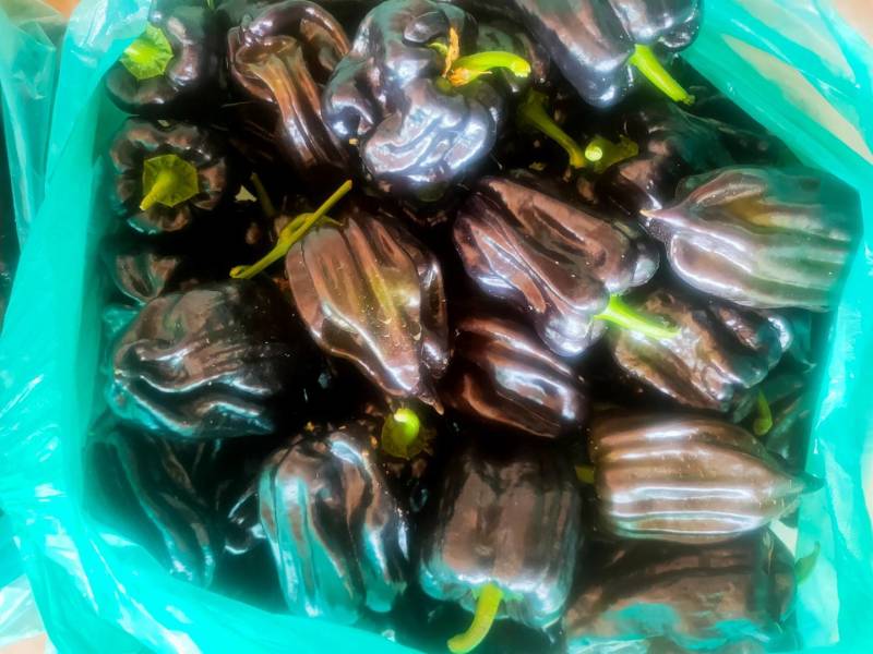 紫色麻辣椒，紫麻椒，辣椒