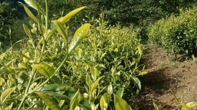 【热销中】云南精品春绿茶一手货源质量保障量大优先