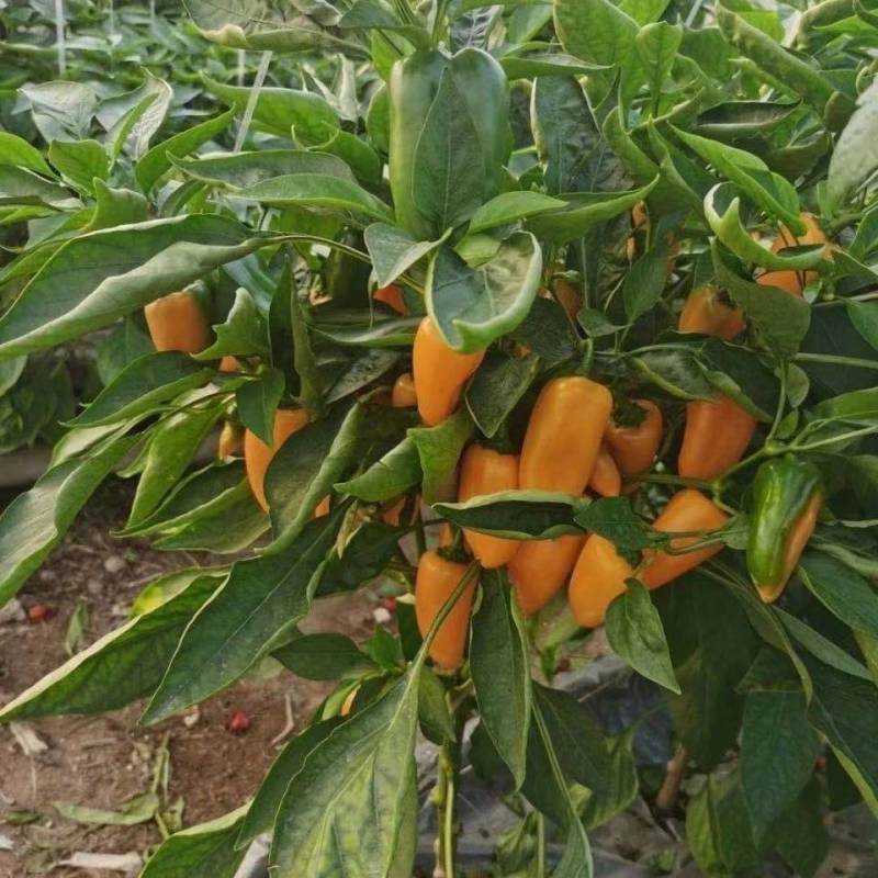 水果椒，小甜椒，红黄橙绿小彩椒