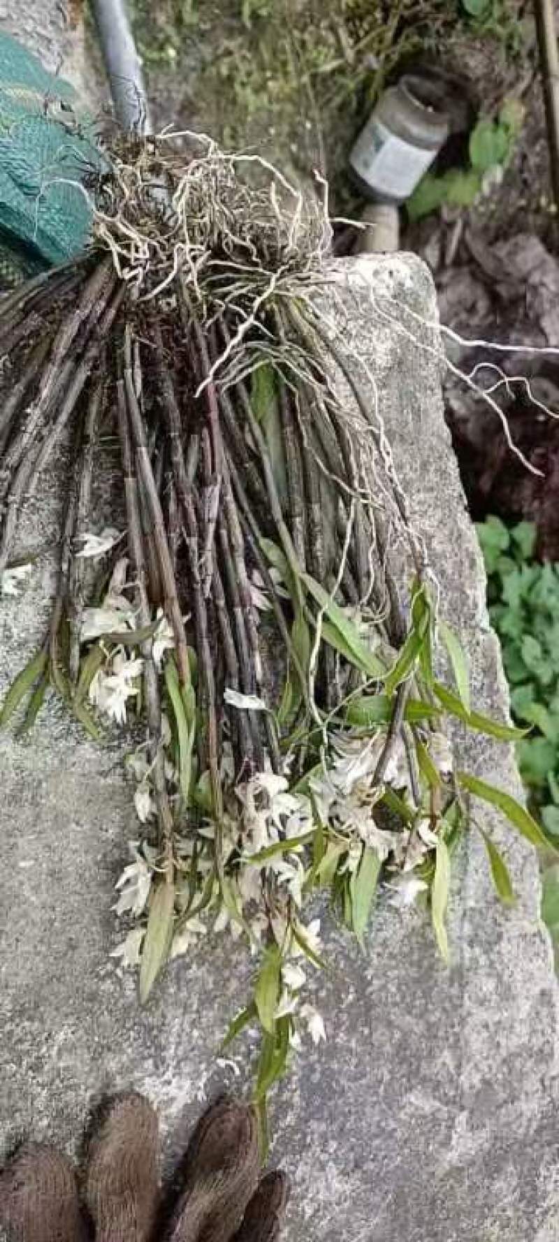 （热销）云南铜皮石斛产地直发货源充足