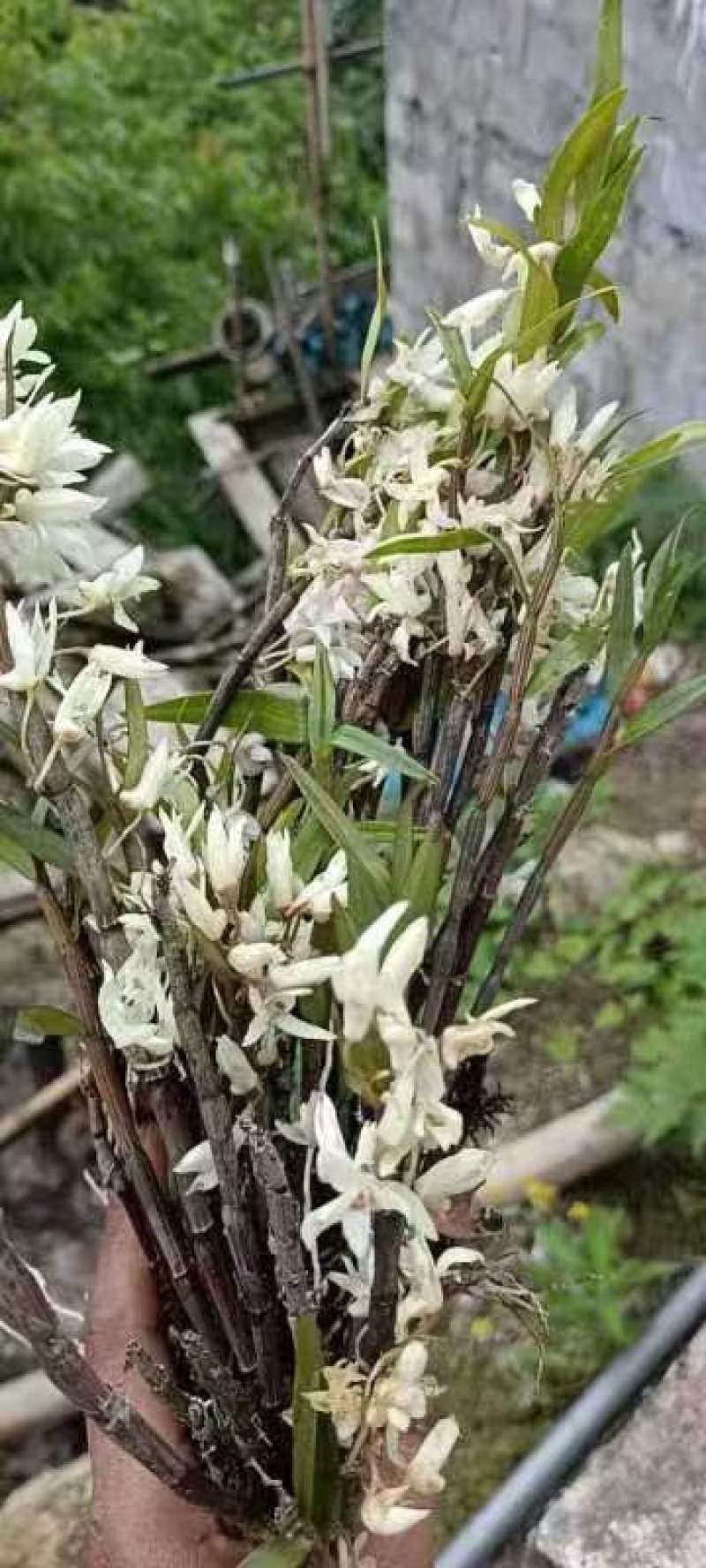 （热销）云南铜皮石斛产地直发货源充足