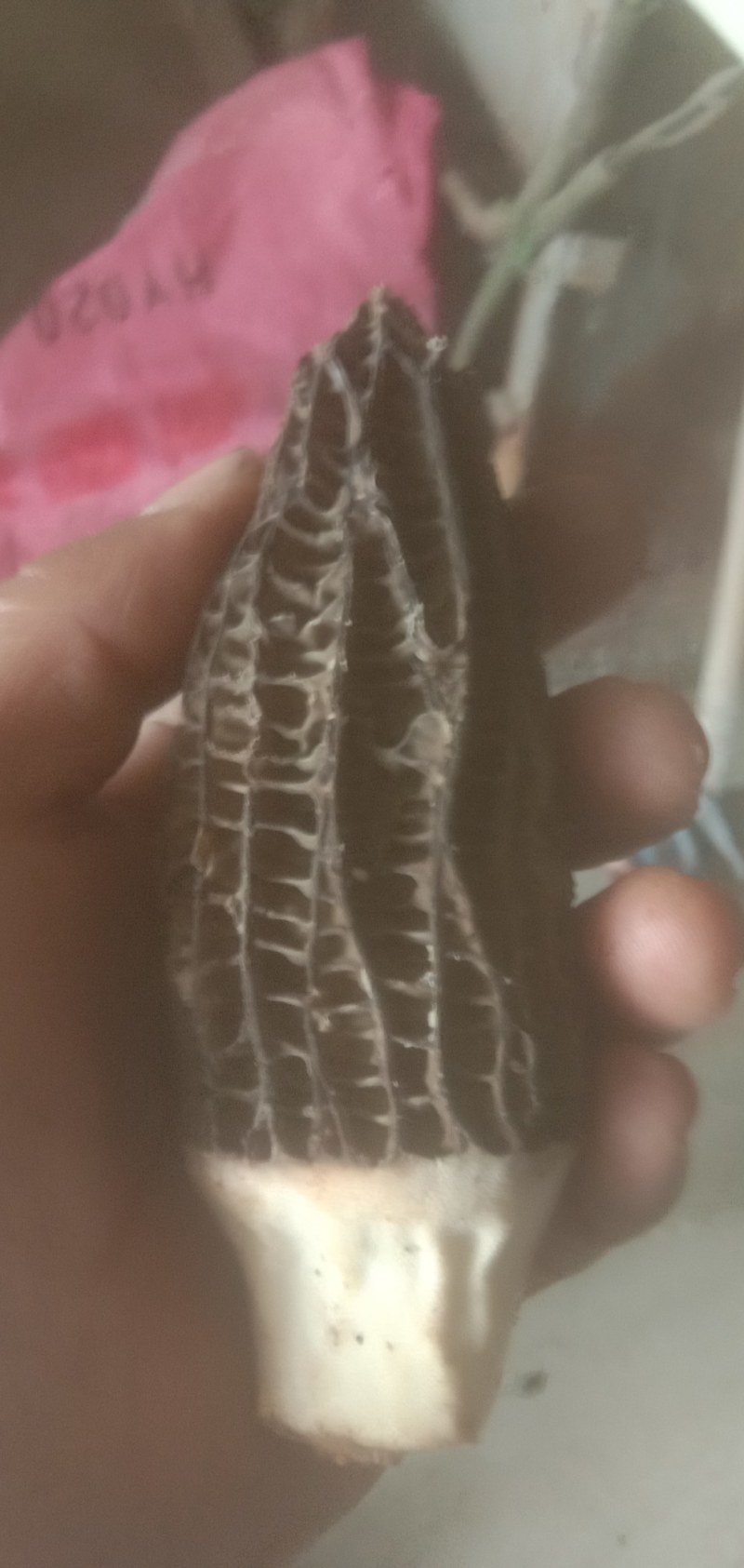 出售羊肚菌菌种