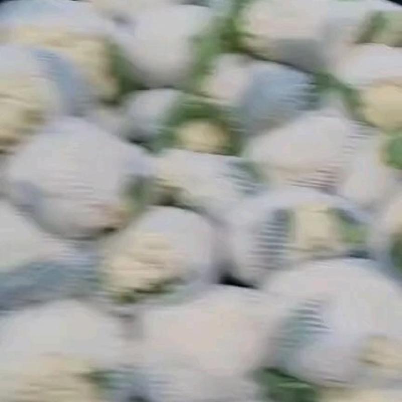 昌黎县精品有机花菜大量上市花白个小价格下滑