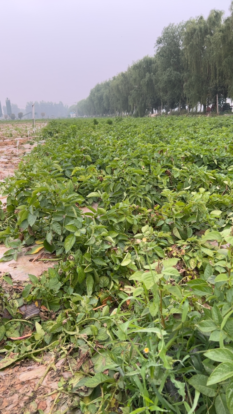 黄心豆，襄州区，沙土地种植黄心，沃土五号，试验1