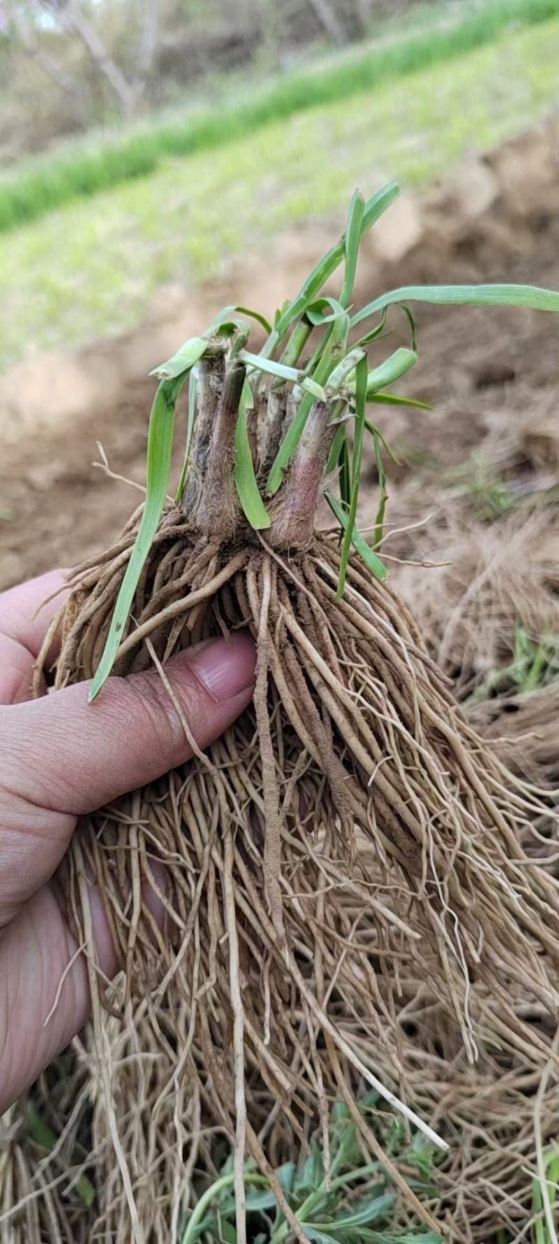 (精品）当年新茬新根大叶，小叶韭菜根，紫色头茬现挖现发