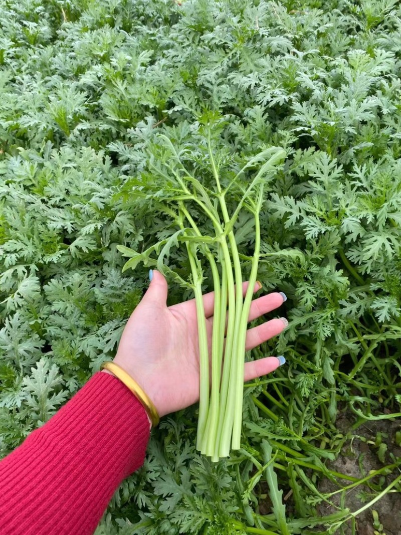 茼蒿菜，精品菜，全国发货，保质保量，质量好，